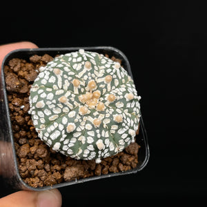 OLIVIA: Astrophytum asterias kabuto