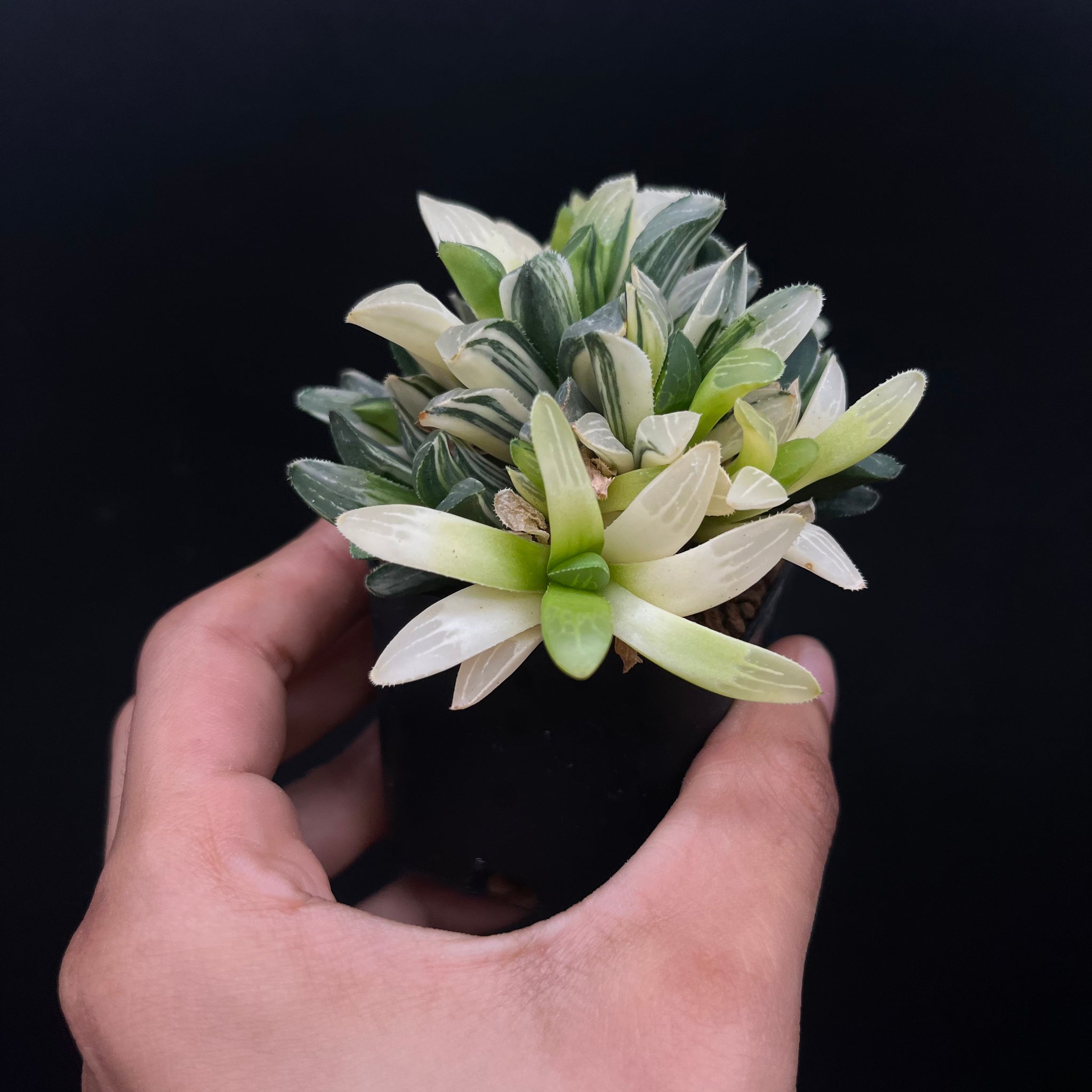 MILLER: Haworthia Hybrid variegata « Parva »