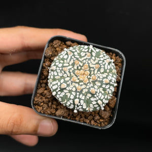 OLIVIA: Astrophytum asterias kabuto