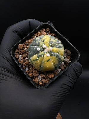 MANU-  astrophytum asterias variegata