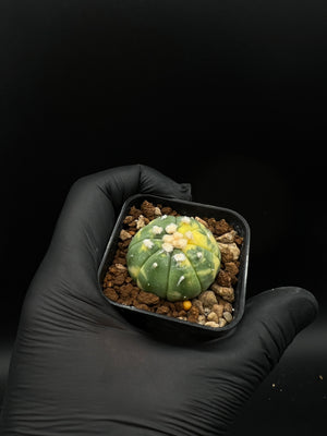 Max - astrophytum Asterias variegata