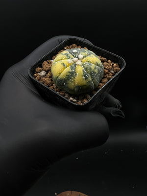 MANU-  astrophytum asterias variegata