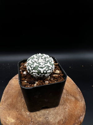 PRUNE -  astrophytum asterias super kabuto V type