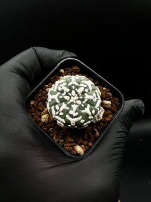 PRUNE -  astrophytum asterias super kabuto V type