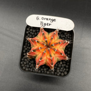 JOE: Gymnocalycium lb hybride variegata « Orange Tiger » (115)