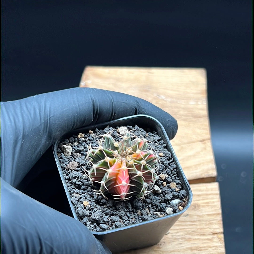 Kim : gymnocalycium mihanovichii variegata lb hybrid g62