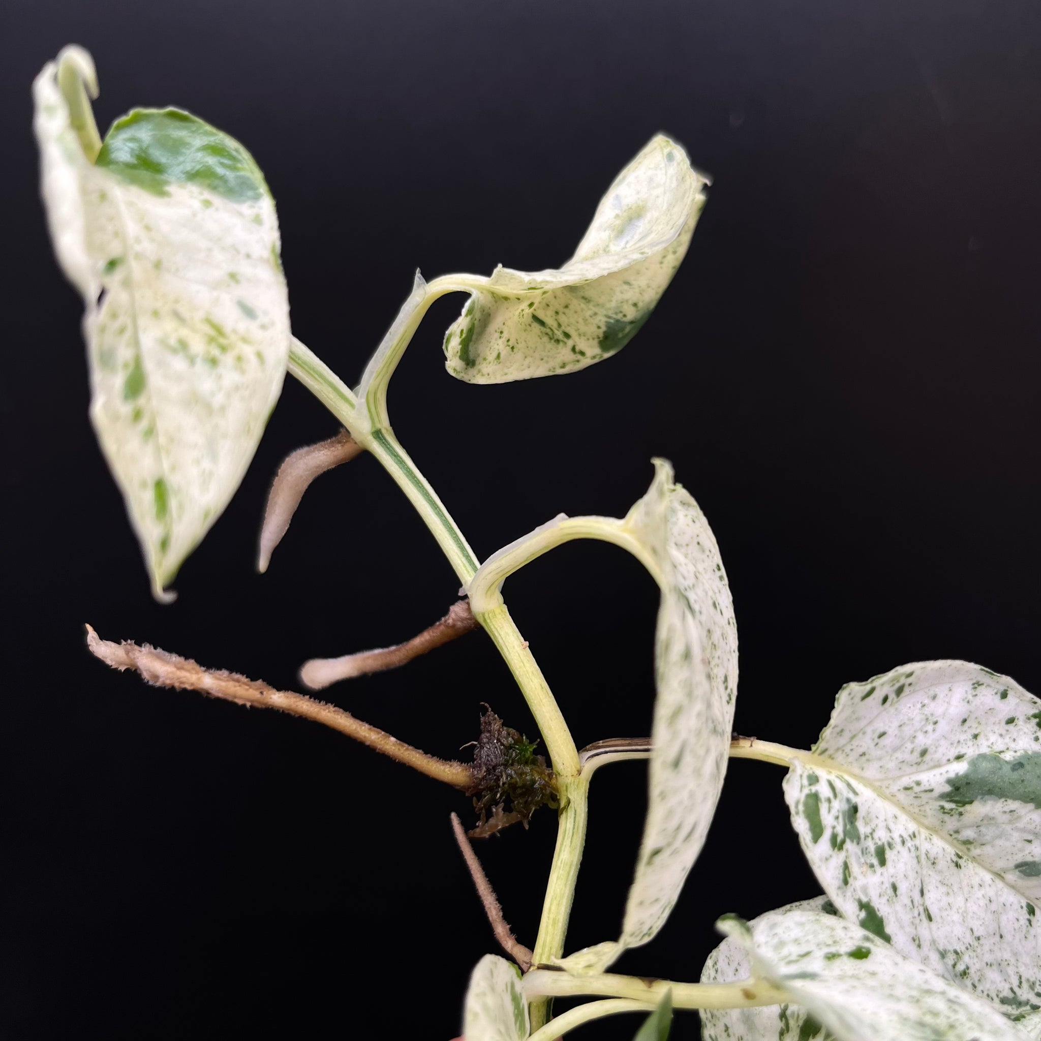 CUT Epipremnum Pinnatum Variegata grade AA