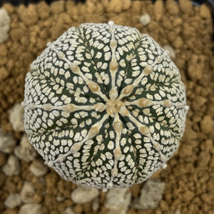 LÉON : Astrophytum asterias super kabuto
