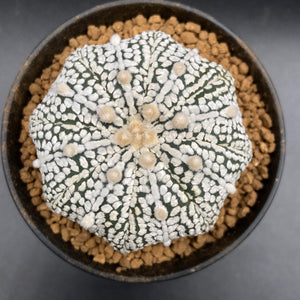 JORIS: Astrophytum asterias super kabuto starshape GRADE A (148)