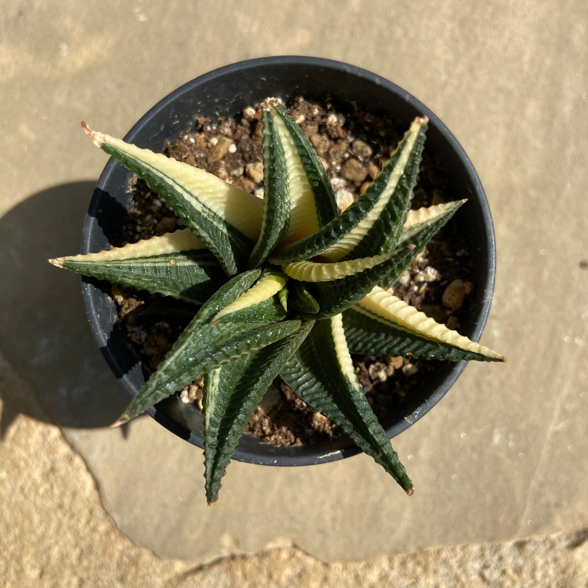 LORDE: Haworthia Limifolia Variegata