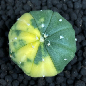 MATTHIEU: Astrophytum asterias variegata
