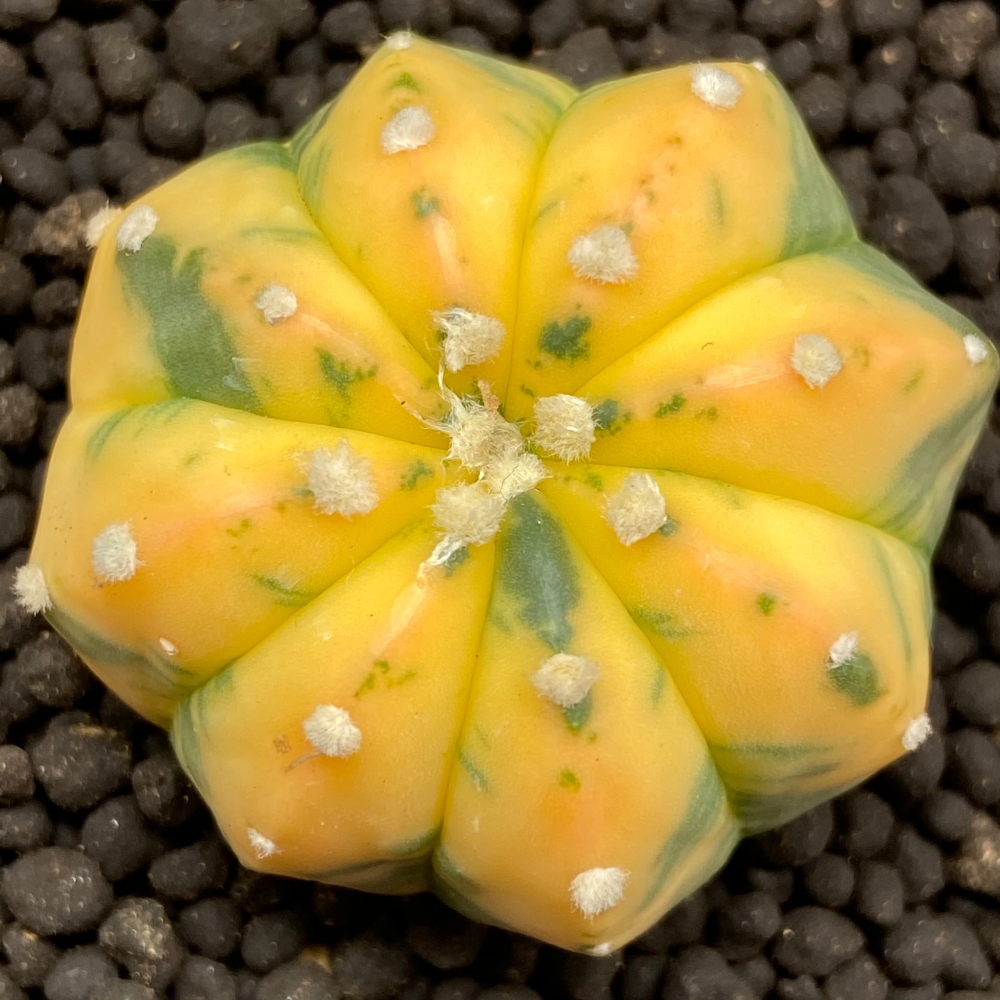 DORINDA: Astrophytum asterias variegata