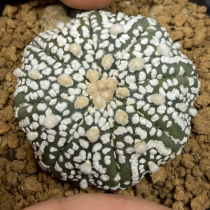 HAMZA : Astrophytum asterias super kabuto