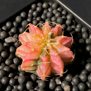 MARINE: Gymnocalycium lb hybride variegata