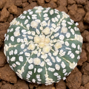SULLY: Astrophytum asterias super kabuto