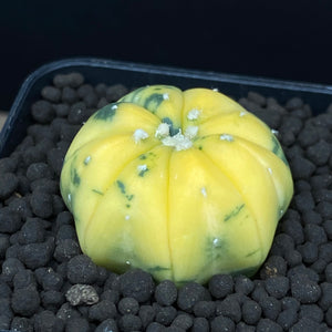 AMADOU: Astrophytum asterias variegata