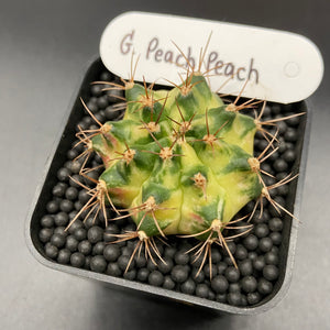 SHADE: Gymnocalycium mihanovichii variegata « Peach Peach » (113)