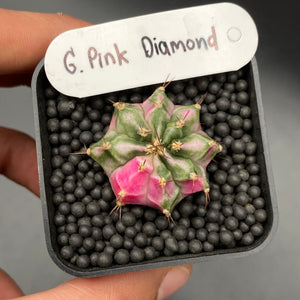 WOODY: Gymnocalycium mihanovichii variegata « Pink Diamond » (118)