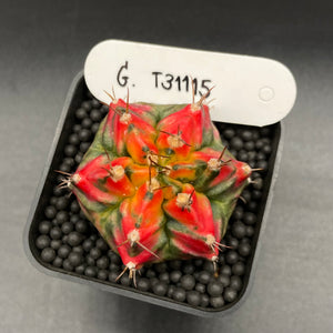 GRAD: Gymnocalycium lb hybride variegata « T31115 » (B)