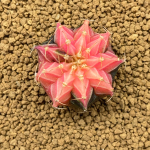 RUBY: Gymnocalycium lb hybride variegata