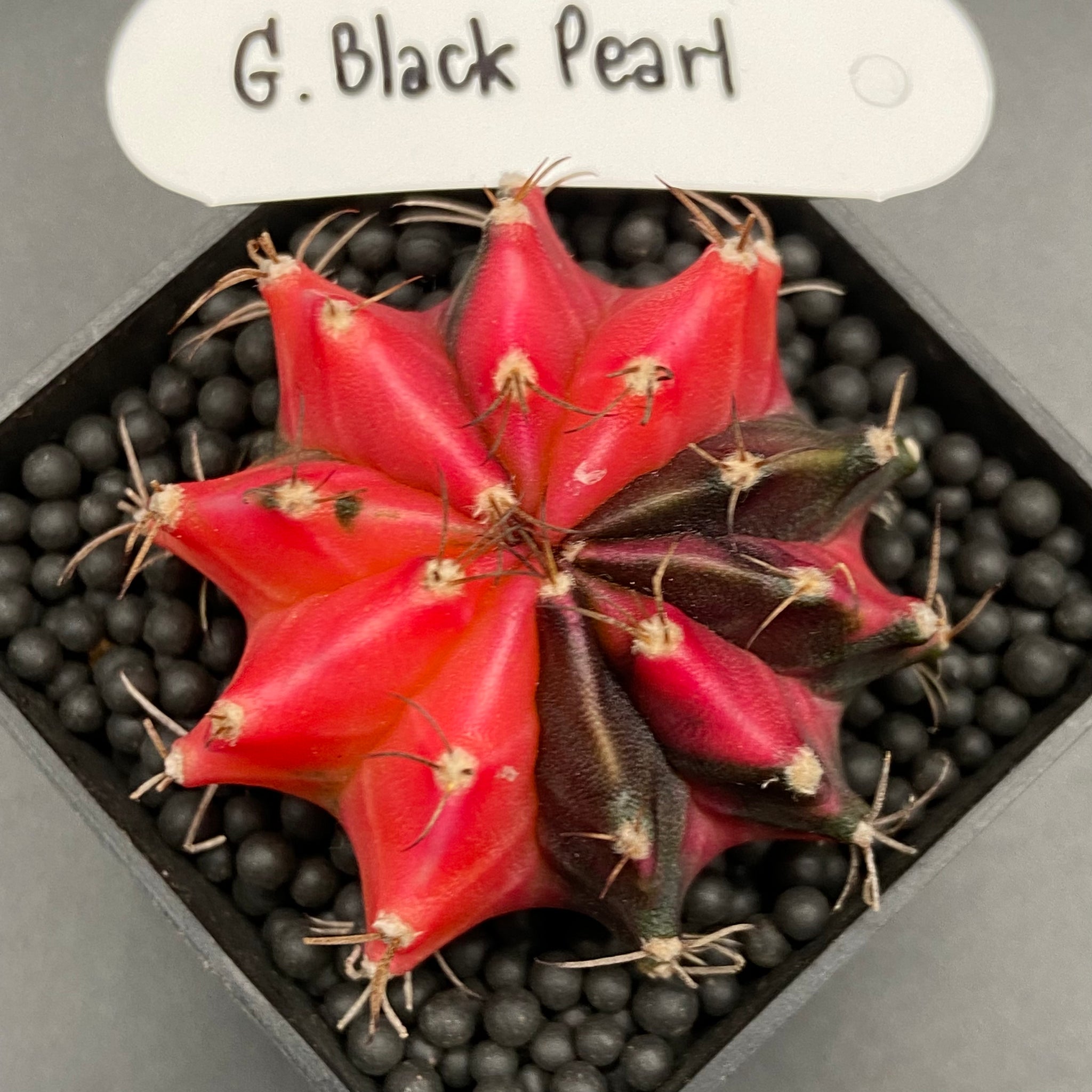 MUSA: Gymnocalycium mihanovichii variegata « Black Pearl » (214)