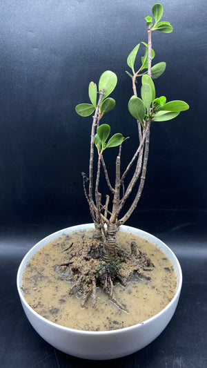 ONIZUKA: Scyphiphora hydrophyllacea