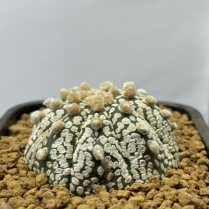 ZOE : Astrophytum asterias super kabuto forme étoilée