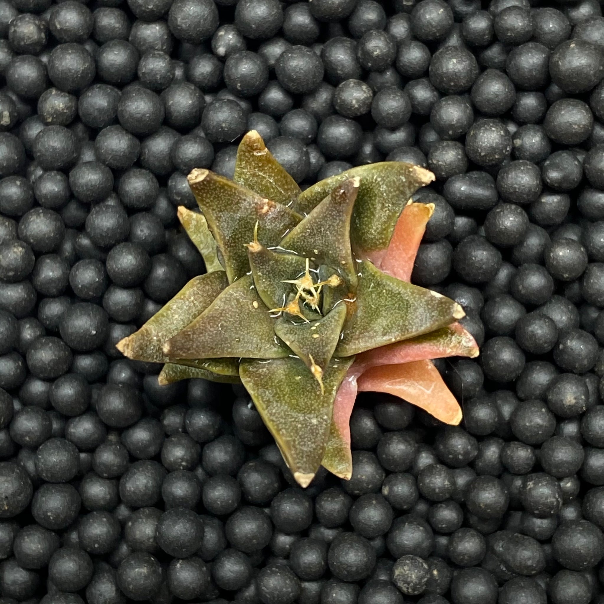 ANNE: Obregonia denegrii (low) variegata