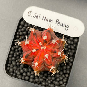 BERRY: Gymnocalycium mihanovichii variegata « Sai Nam Peung » (111)