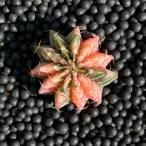 LORIS: Gymnocalycium lb hybride variegata