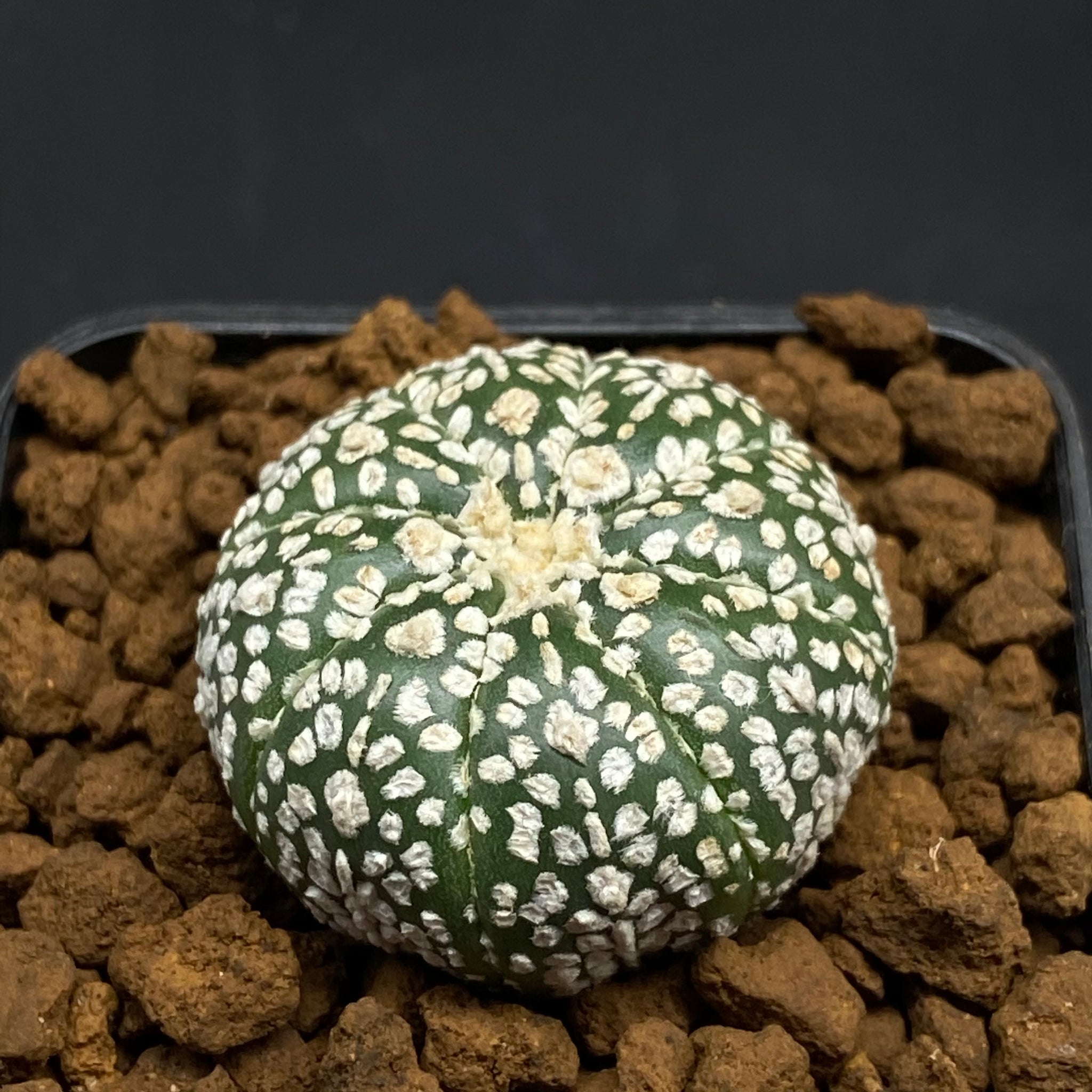 BREN: Astrophytum asterias super kabuto