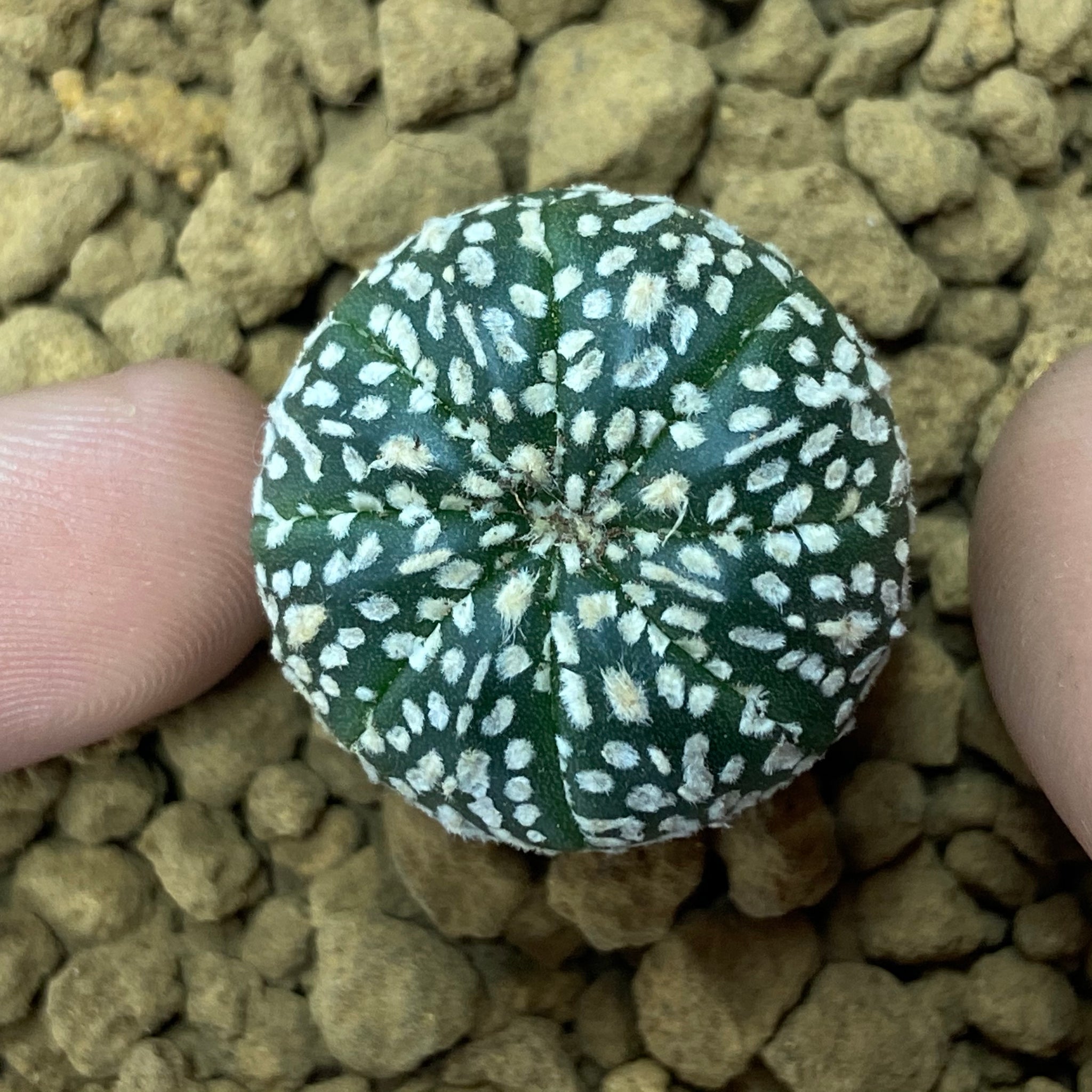 TIZIO : Astrophytum asterias super kabuto