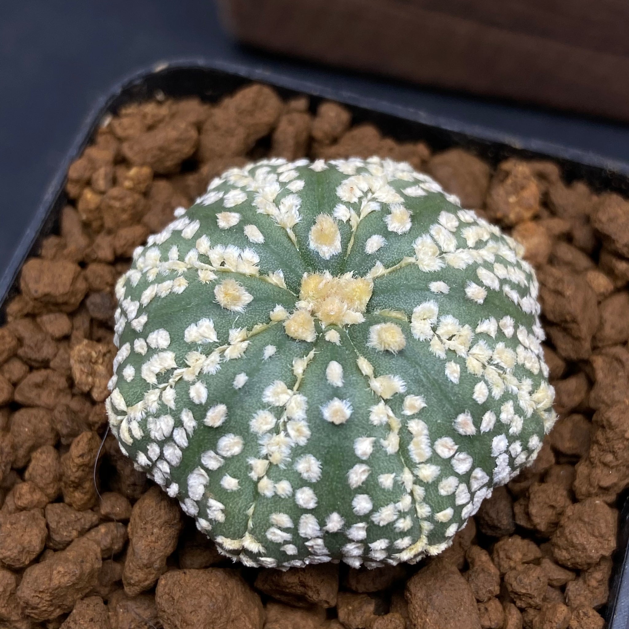 LUCAS: Astrophytum asterias super kabuto