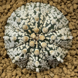 VIKTOR : Astrophytum asterias super kabuto forme étoilée