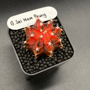 BERRY: Gymnocalycium mihanovichii variegata « Sai Nam Peung » (111)