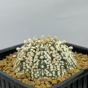 VIKTOR : Astrophytum asterias super kabuto forme étoilée