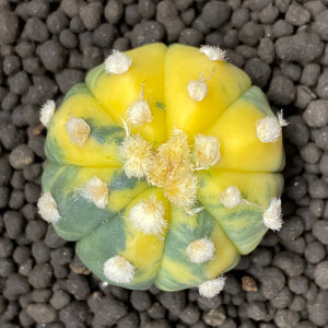 BRIEUX: Astrophytum asterias variegata