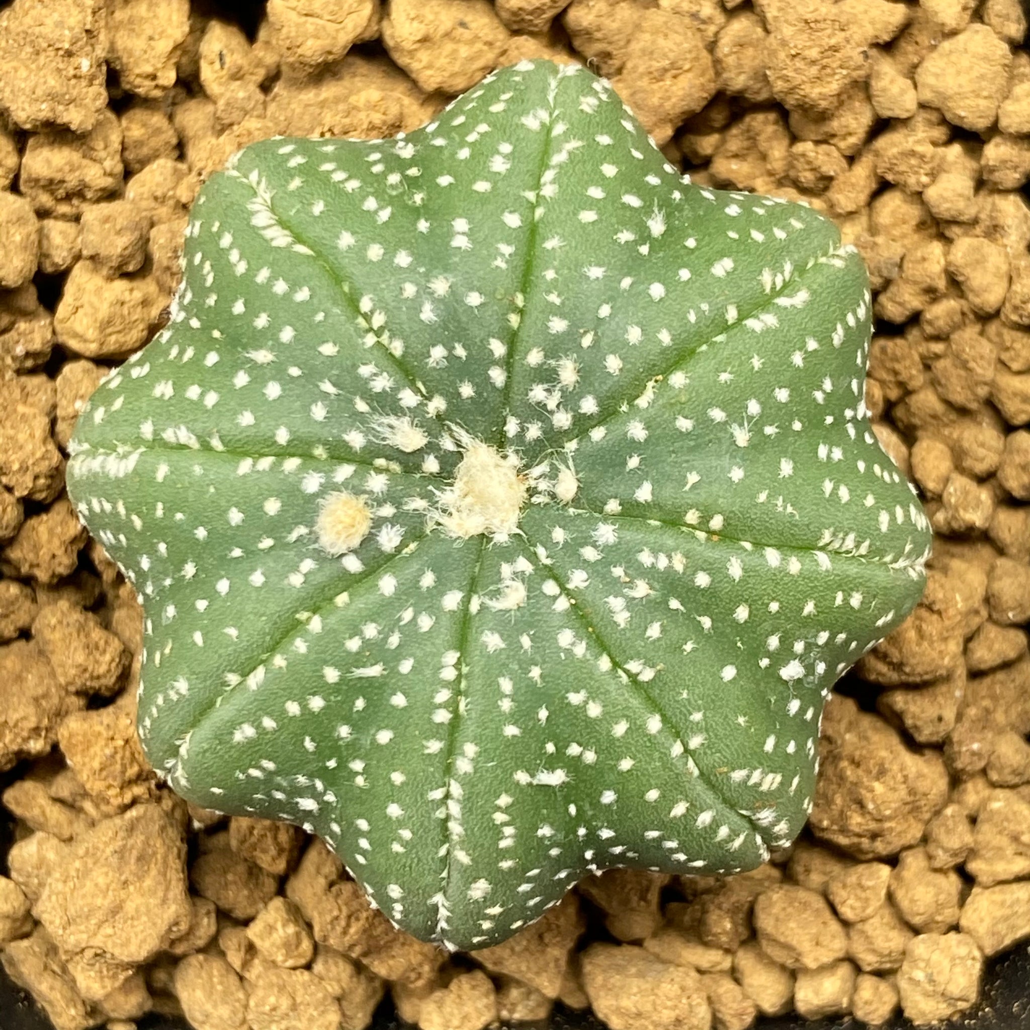 LILIBET: Astrophytum asterias kabuto