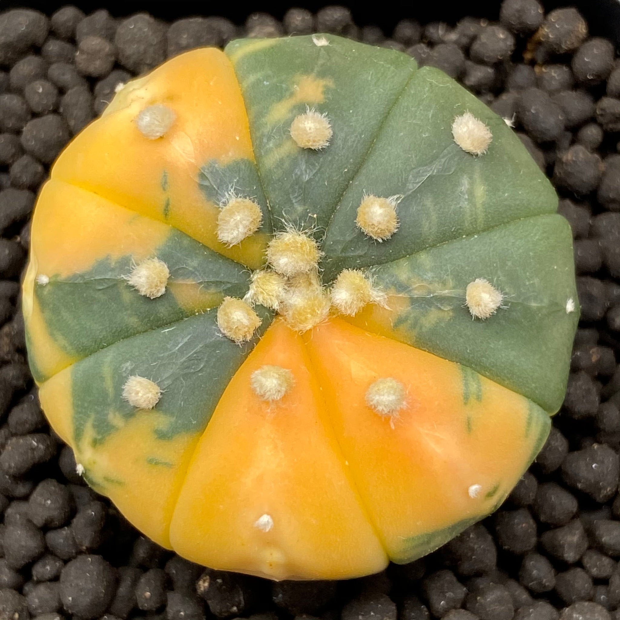 MARCEL: Astrophytum asterias variegata