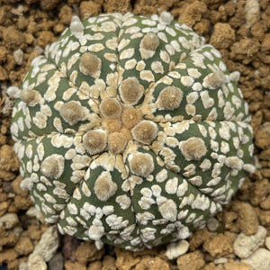HENRI : Astrophytum asterias super kabuto