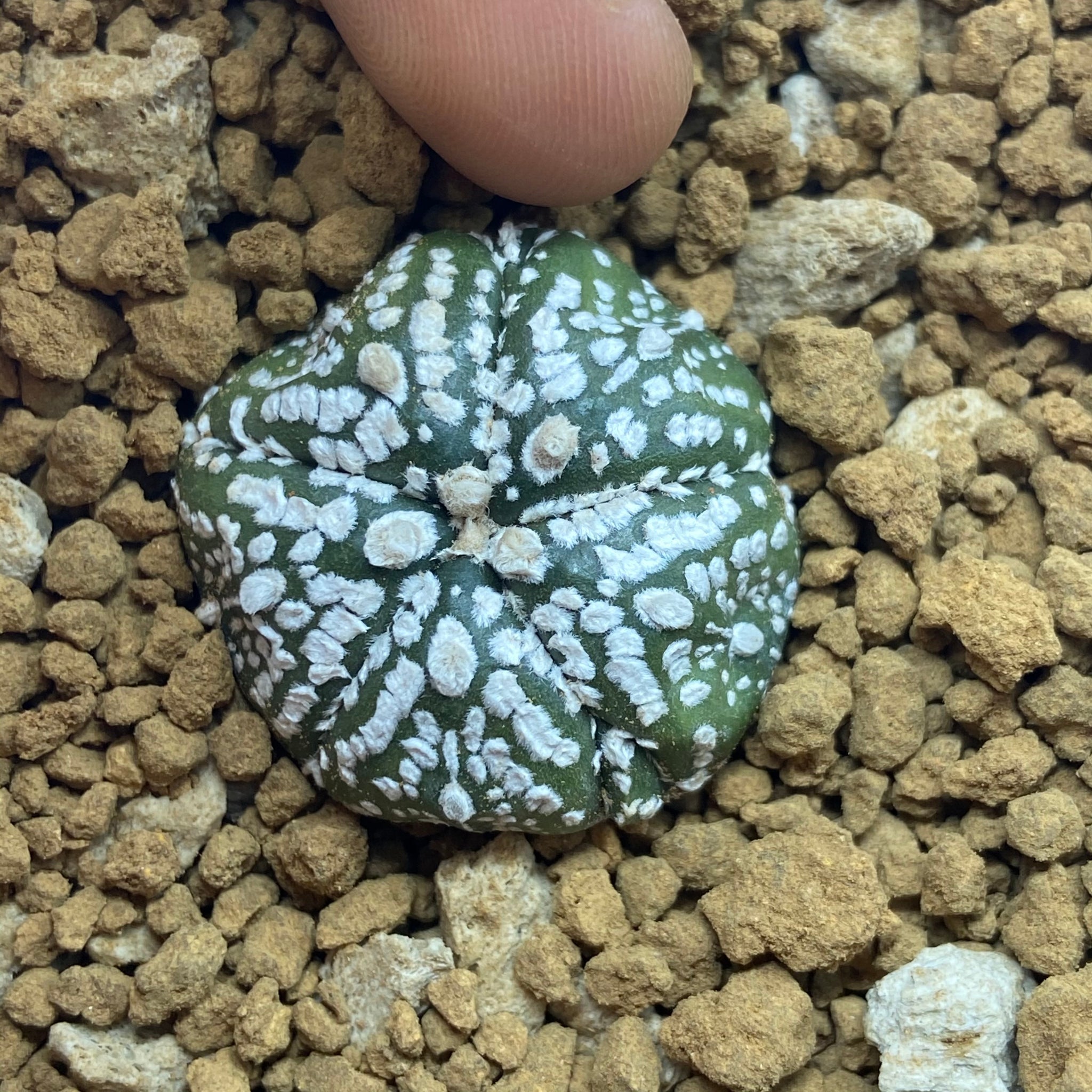 LEXY : Astrophytum asterias super kabuto
