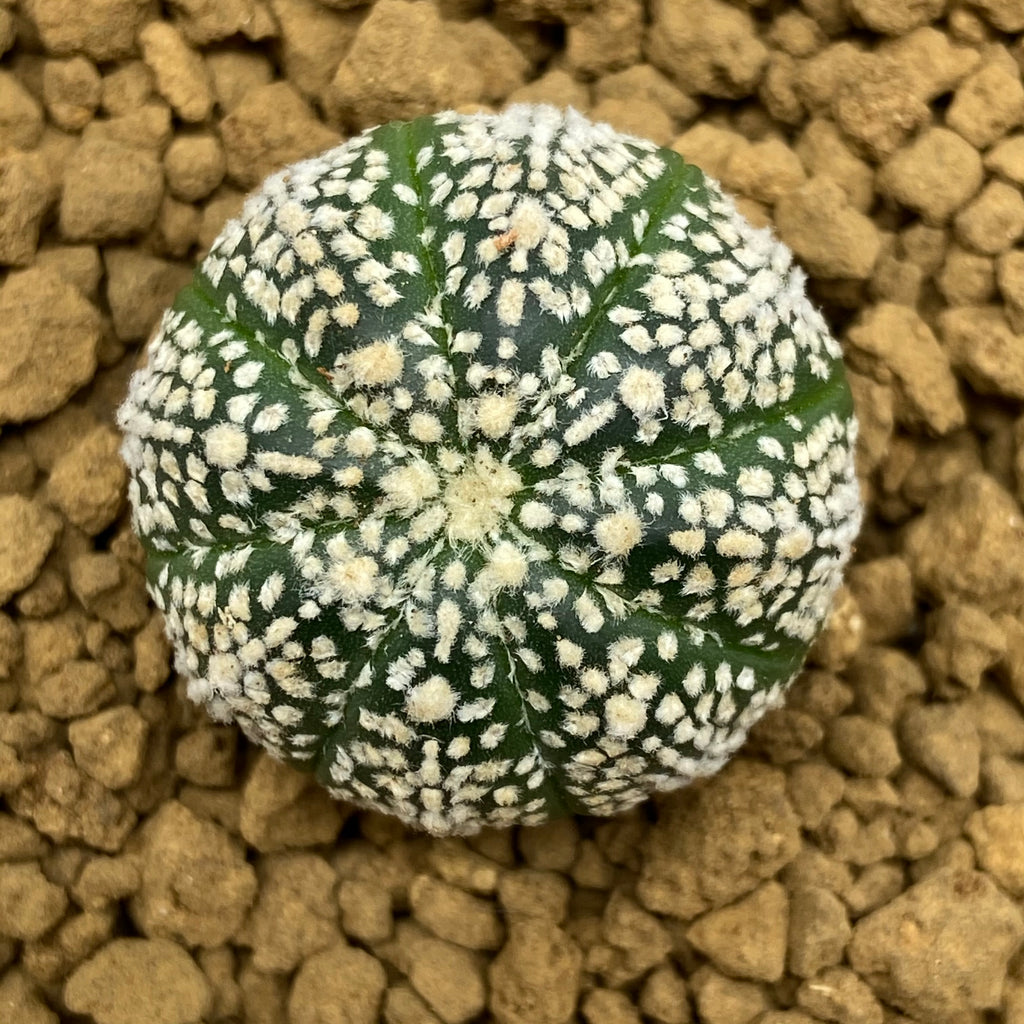 GREG : Astrophytum asterias super kabuto